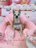 One of Spooky's girlfriend's dog birthday parties 